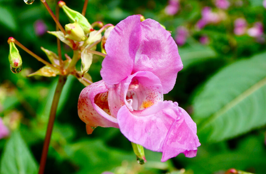 Impatiens glandulifera