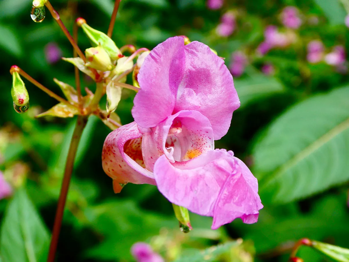 Impatiens glandulifera
