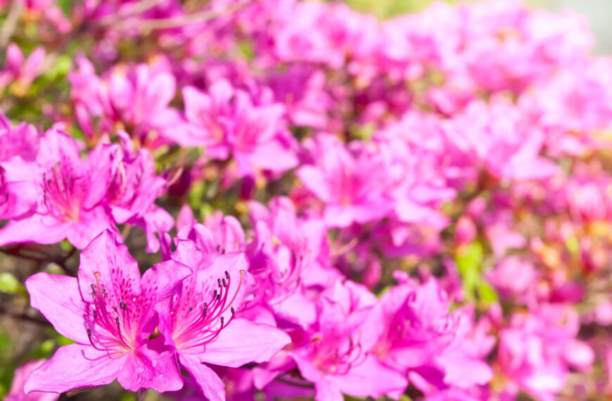 Is het de juiste tijd om uw rhododendron te snoeien