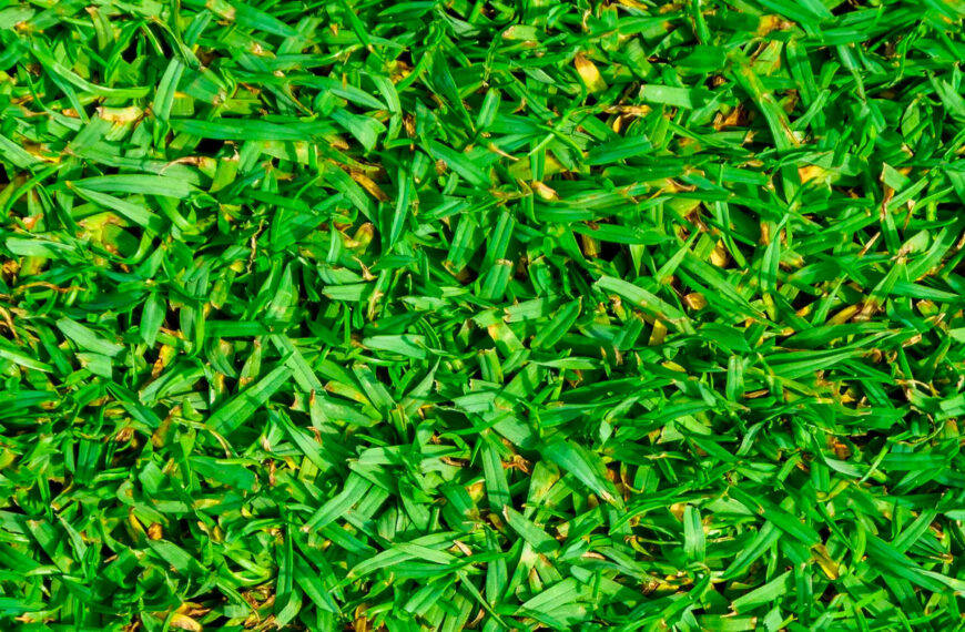 Kikuyu gras
