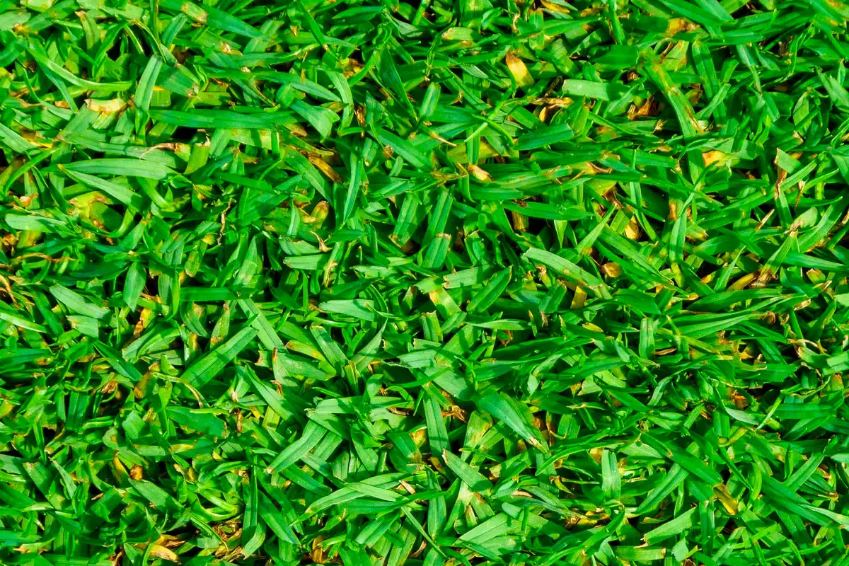 Kikuyu gras