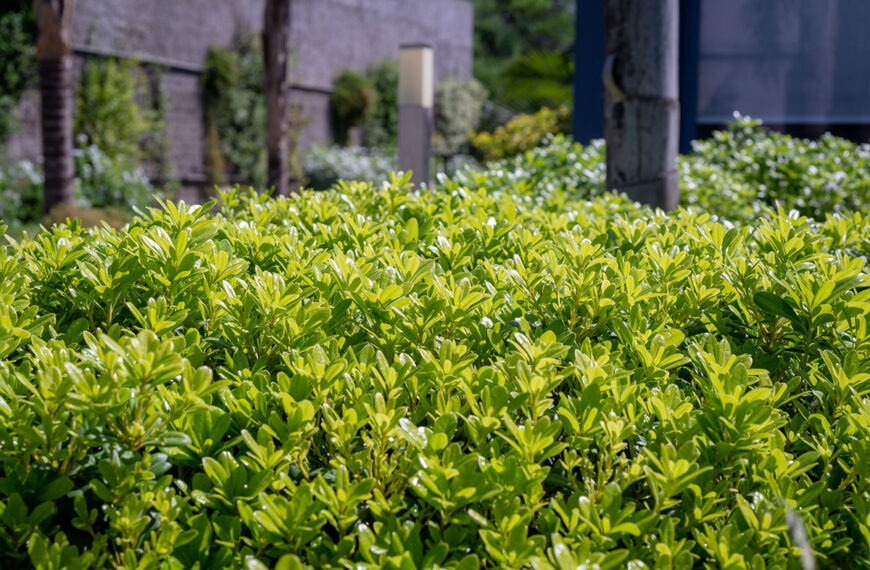 Lijst met groenblijvende bomen voor een kleine tuin