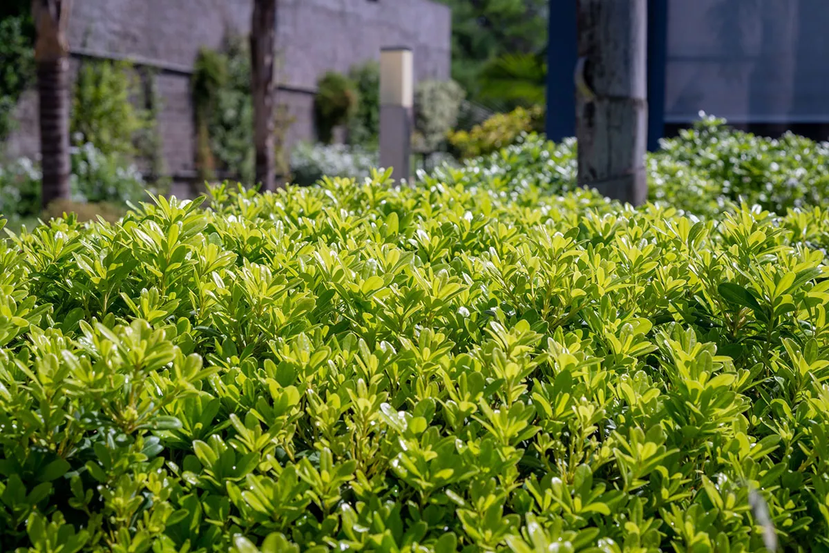 Lijst met groenblijvende bomen voor een kleine tuin