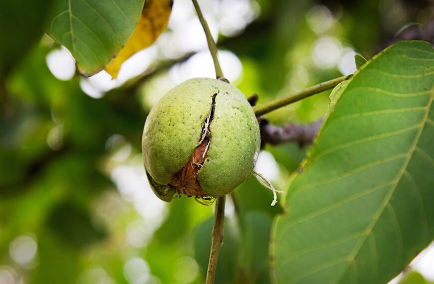 Men zegt dat deze boom vervloekt is en ongeluk aantrekt als je hem in je tuin plant.
