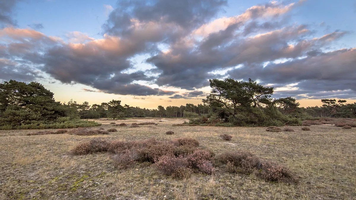 Nationaal Park De Hoge Veluwe