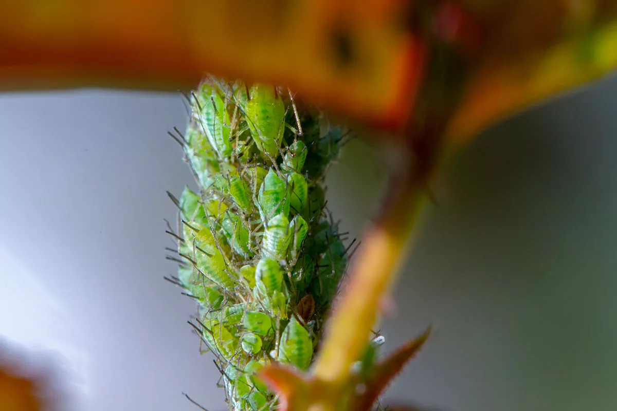 Natuurlijke recepten voor ecologische verwijdering
