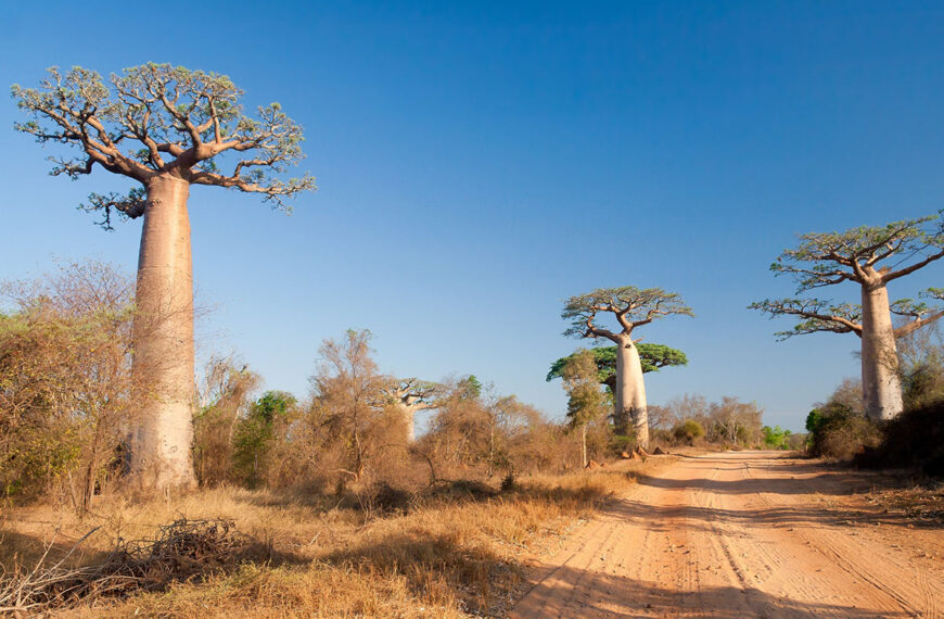 Onze rangschikking van de mooiste bomen ter wereld