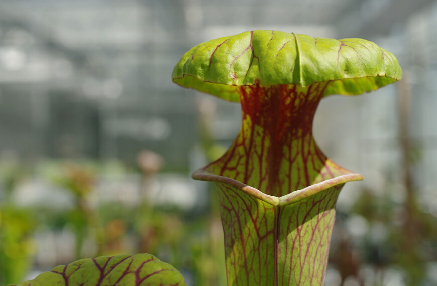 Sarracenia
