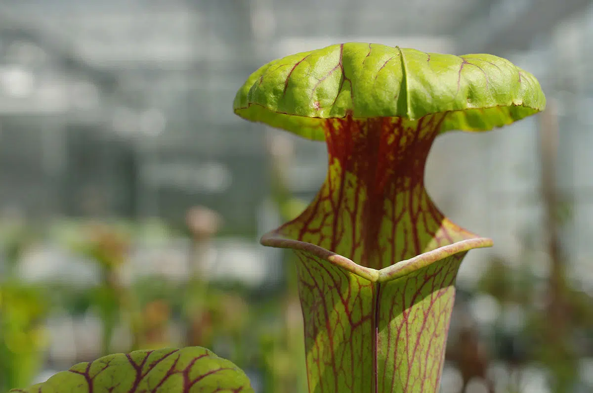Sarracenia