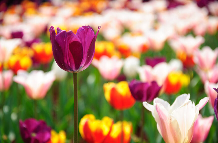 Tulp een tuinman onthult zijn meest effectieve zelfgemaakte en milieuvriendelijke meststof.