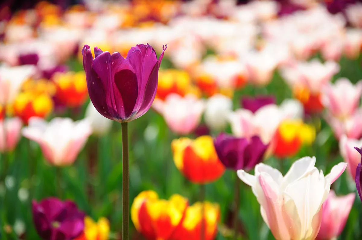 Tulp een tuinman onthult zijn meest effectieve zelfgemaakte en milieuvriendelijke meststof.