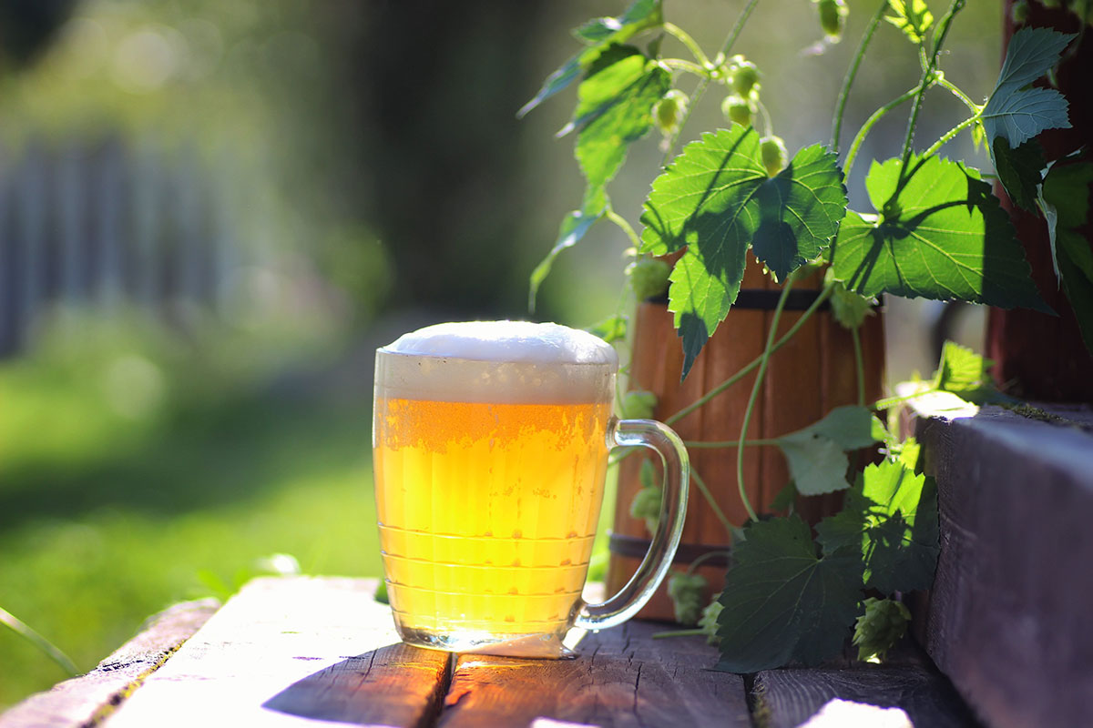 We onthullen hoe bier de beste vriend van je tuin kan zijn