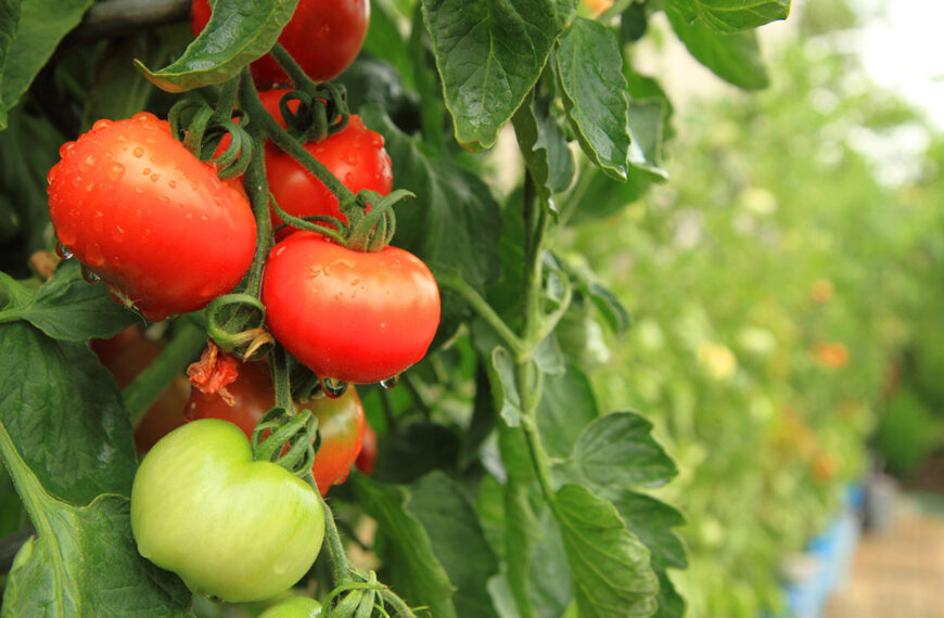 Zout op je tomatenplanten