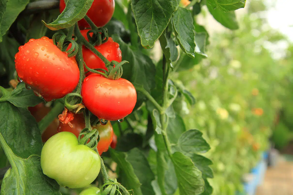 Zout op je tomatenplanten