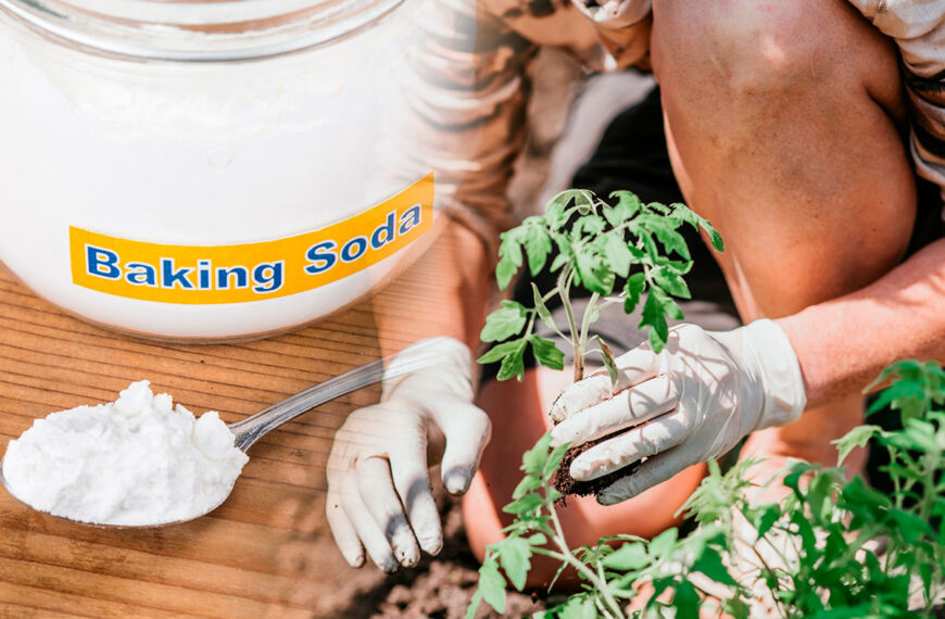 baking soda tomaten