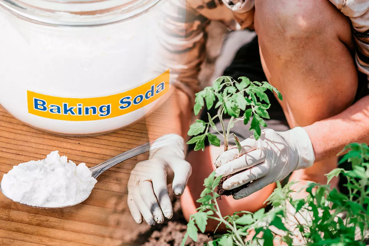 baking soda tomaten