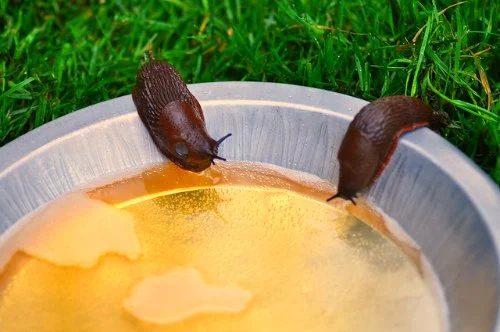 bier om te voorkomen dat slakken erdoorheen komen 