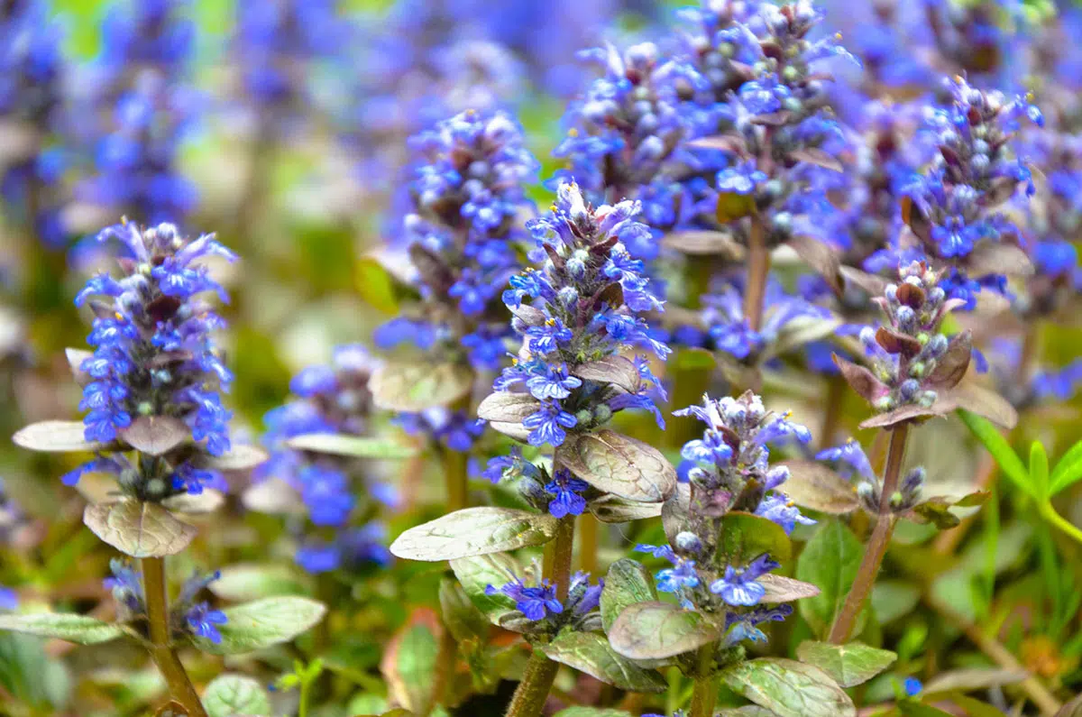 bodembedekkende planten