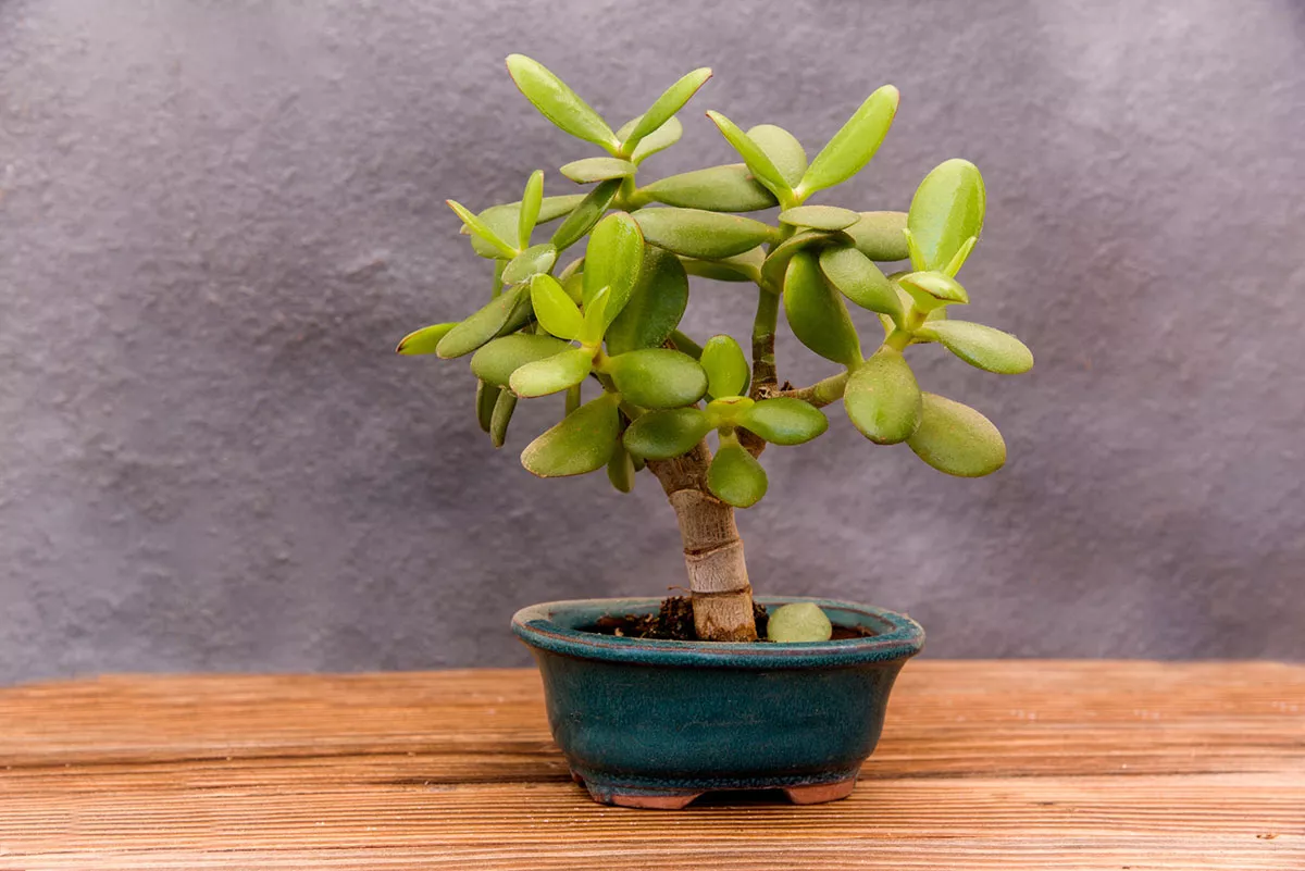 crassula ovata