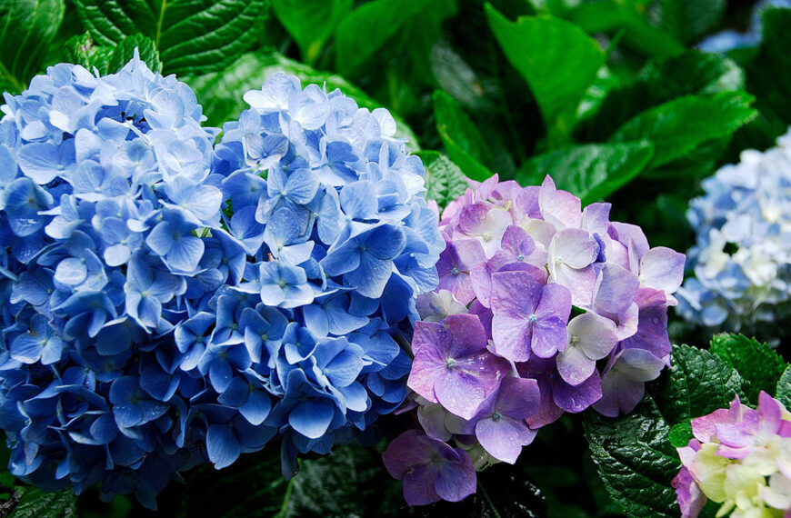 datum hortensia's snoeien
