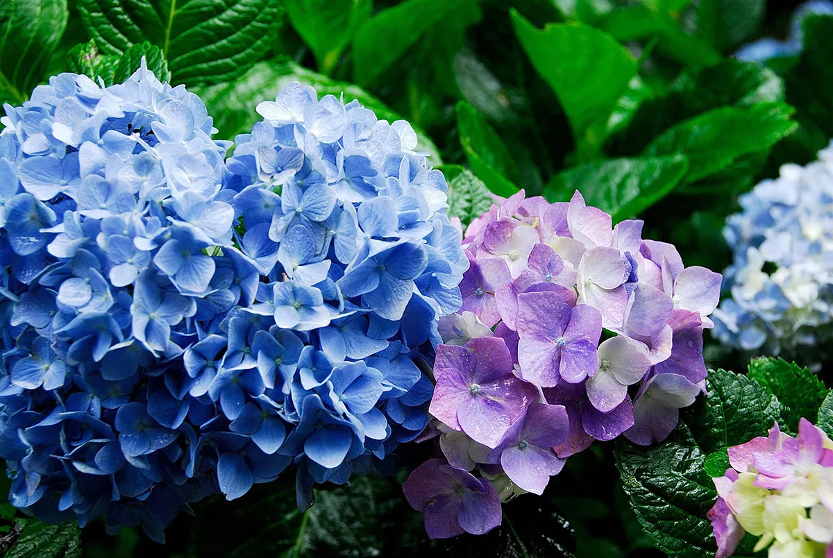 datum hortensia's snoeien