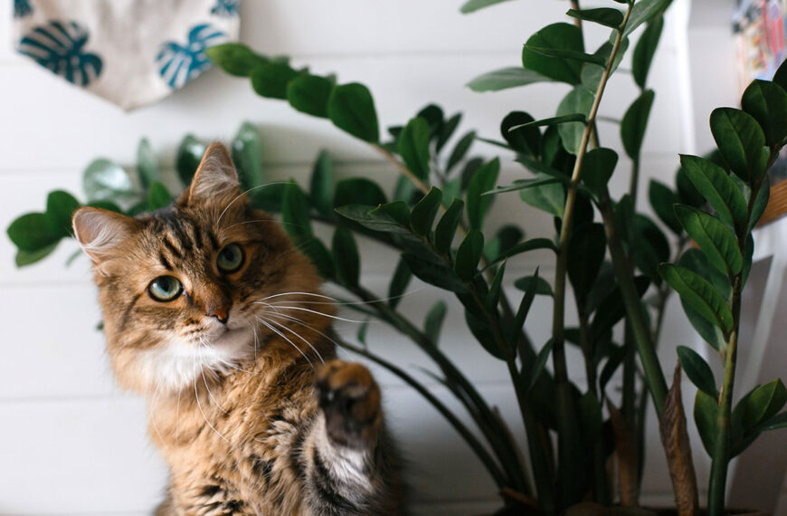 deze planten zijn giftig voor je kat