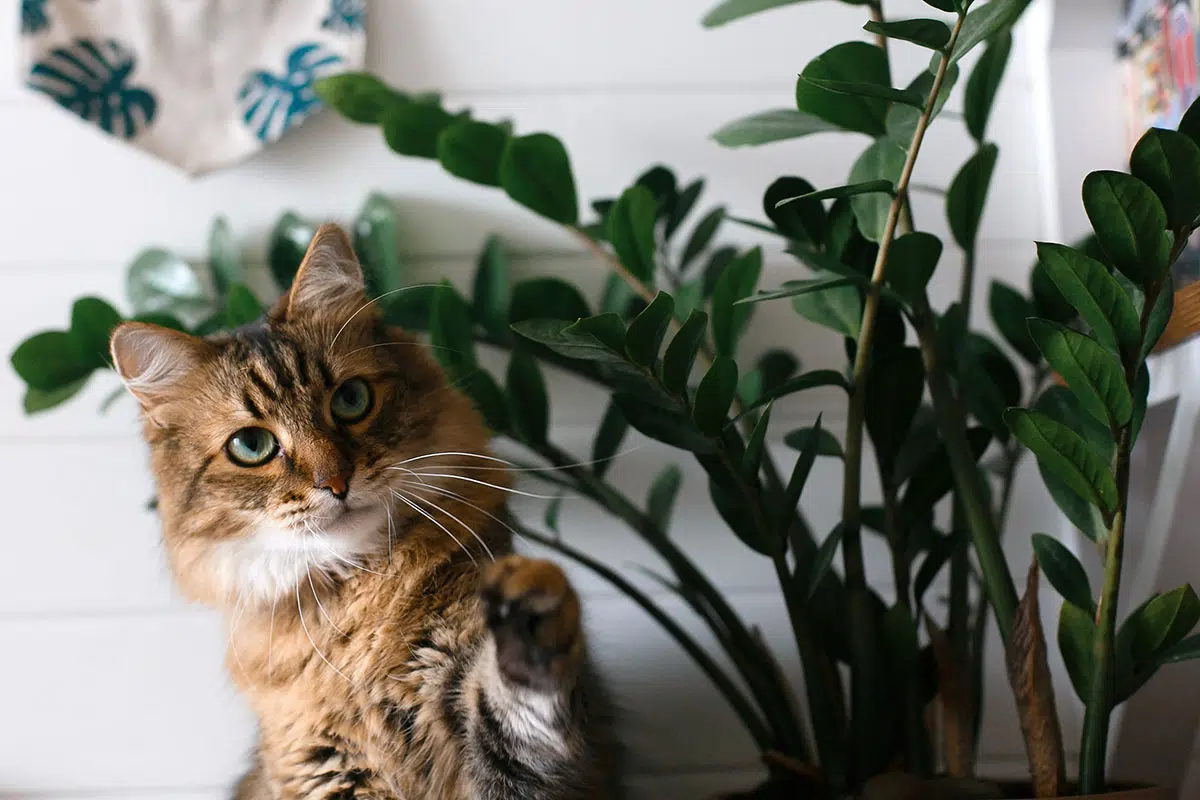 deze planten zijn giftig voor je kat