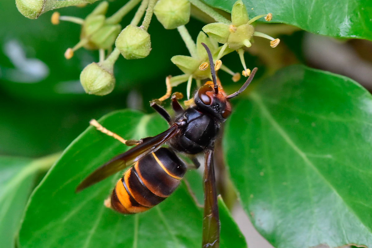 een Aziatische hoornaar doden