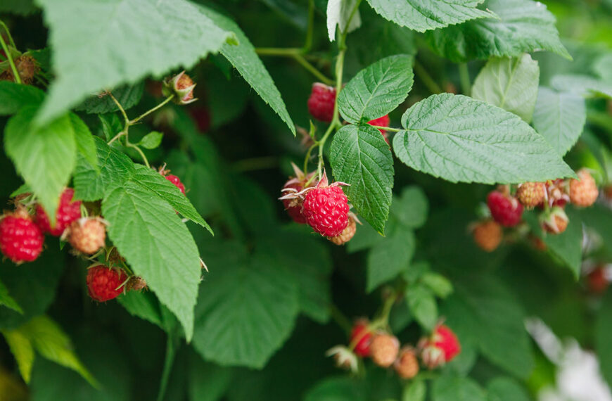 frambozen planten