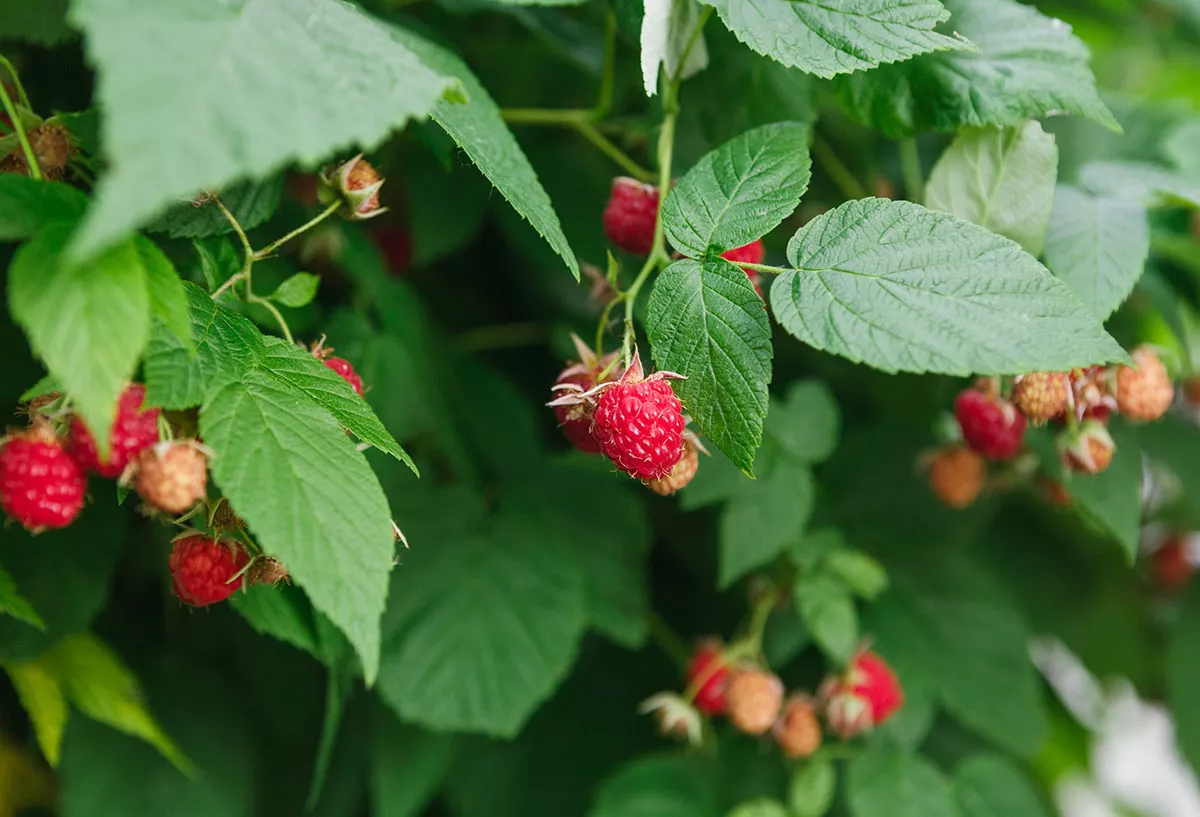 frambozen planten