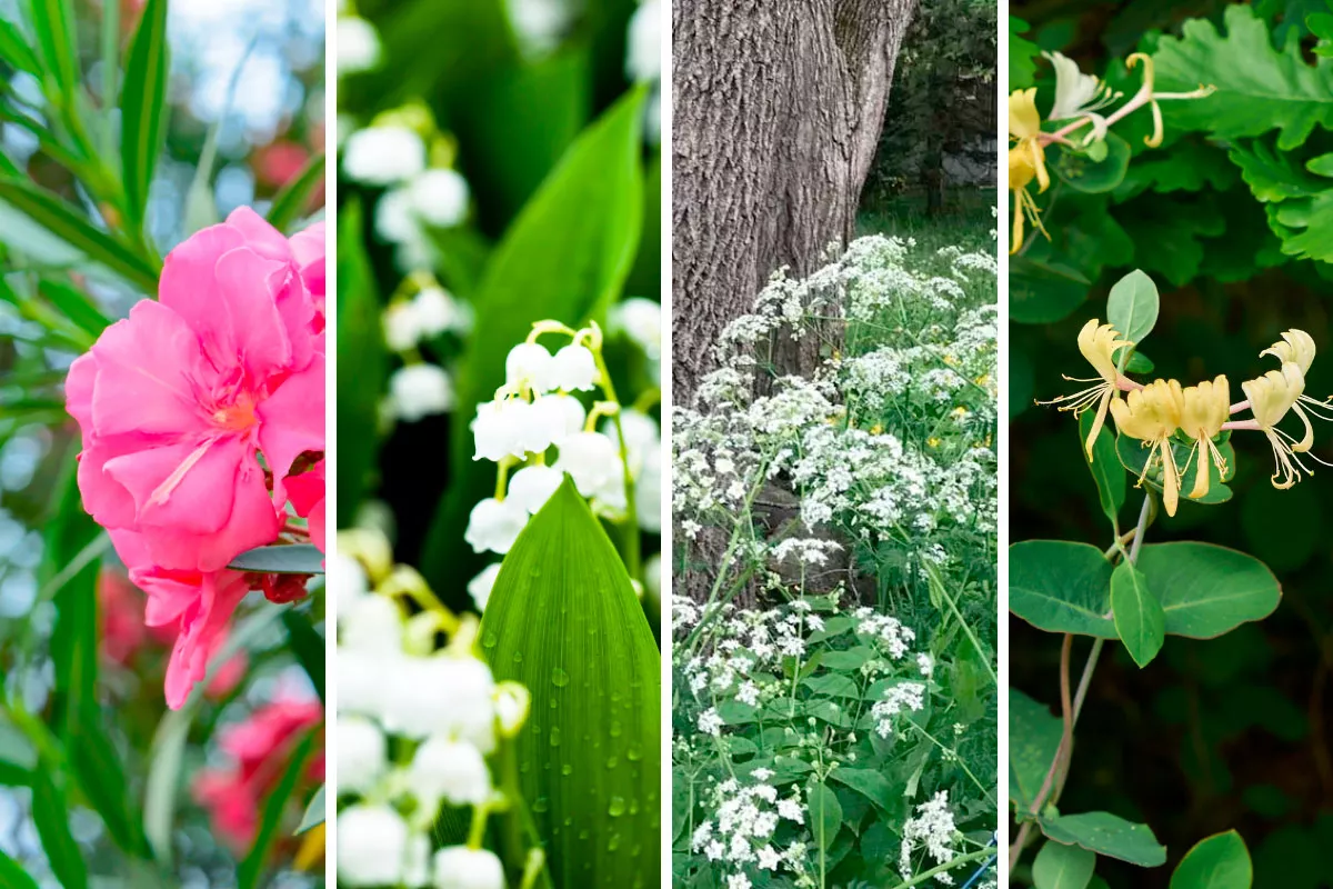giftige planten
