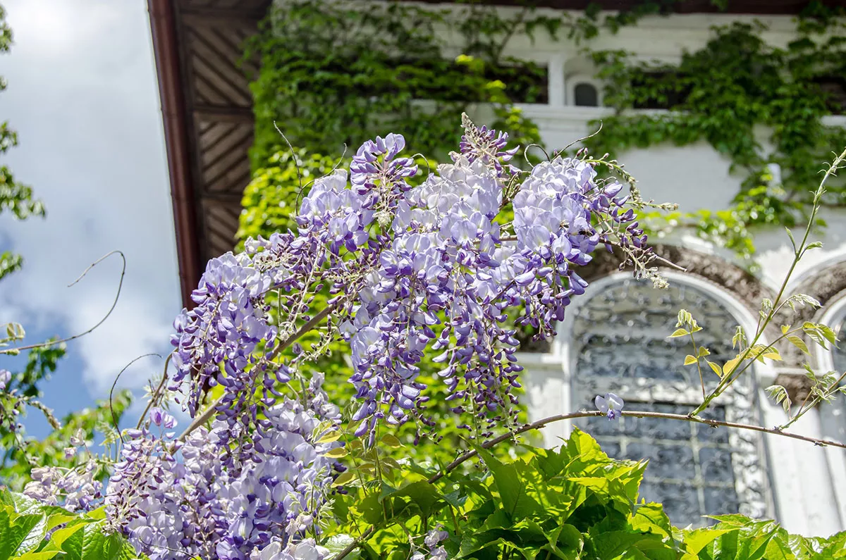 glycine