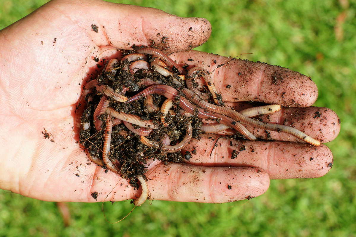 het aantal regenwormen verhogen