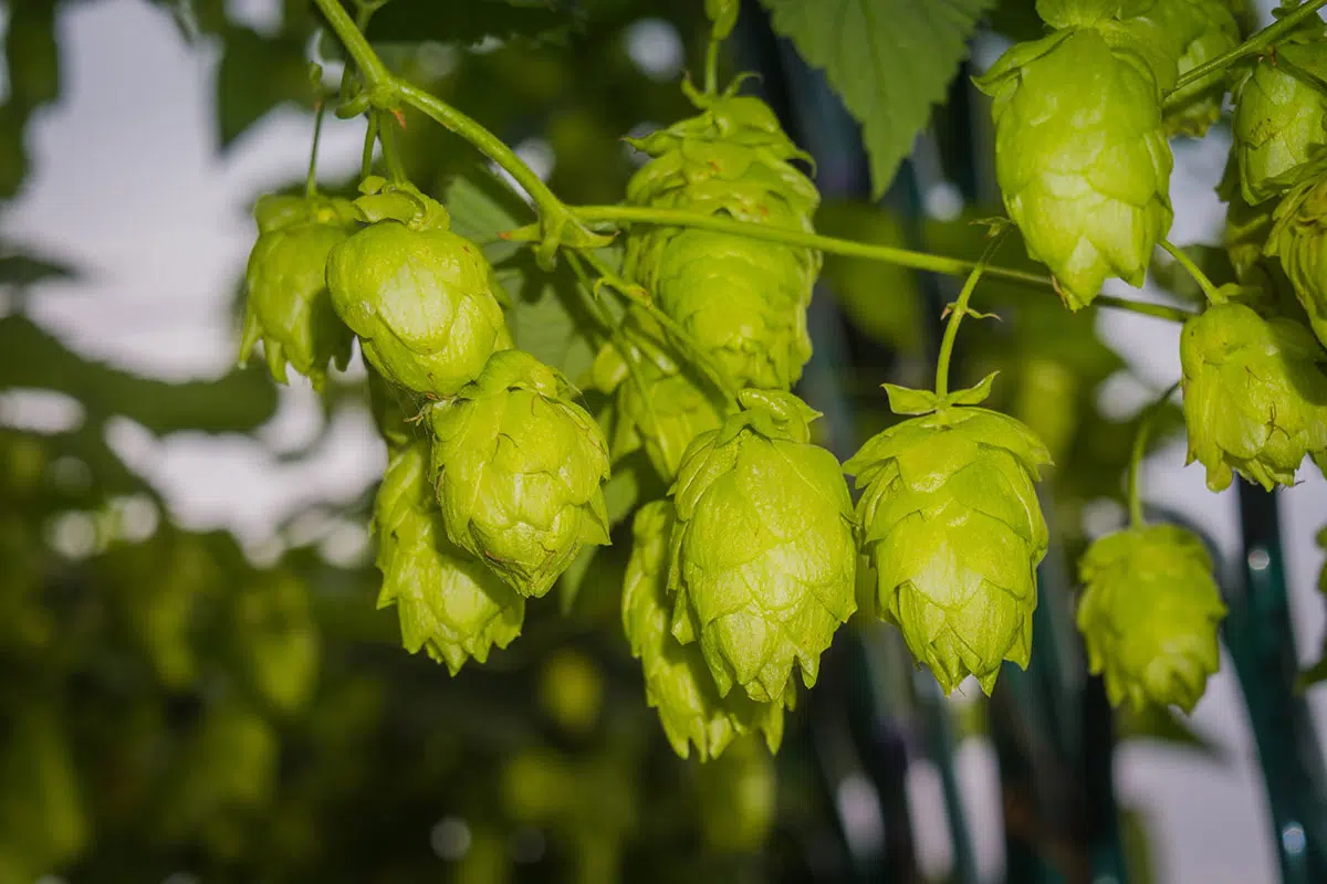 hop plant