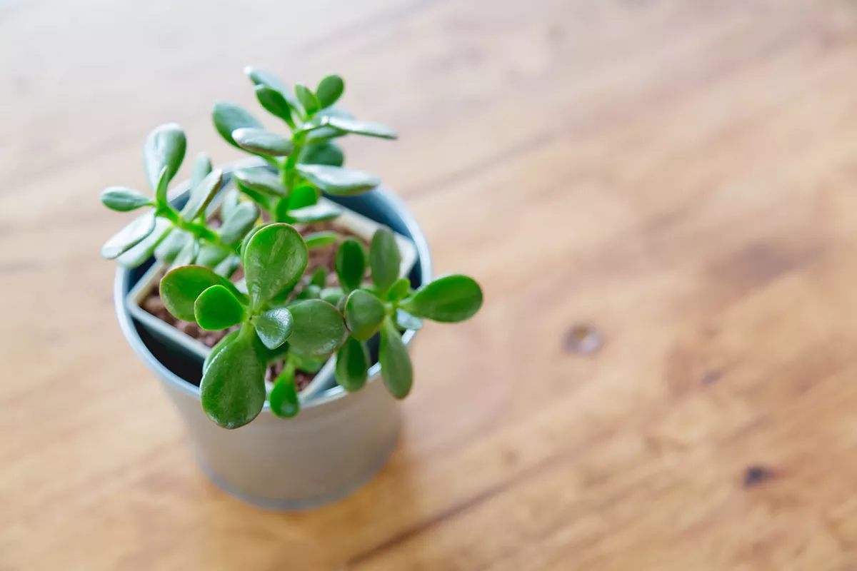 jadeplante
