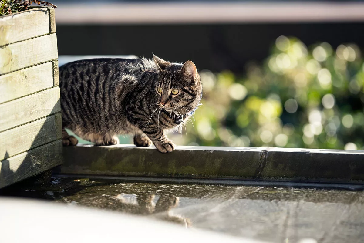 kat die niet van water houdt