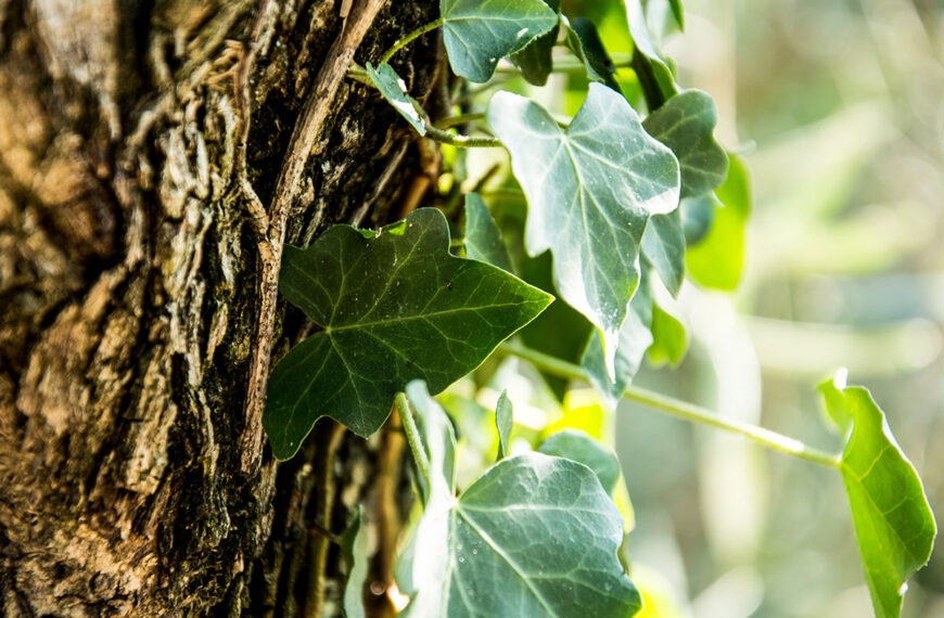 klimop schadelijk voor bomen