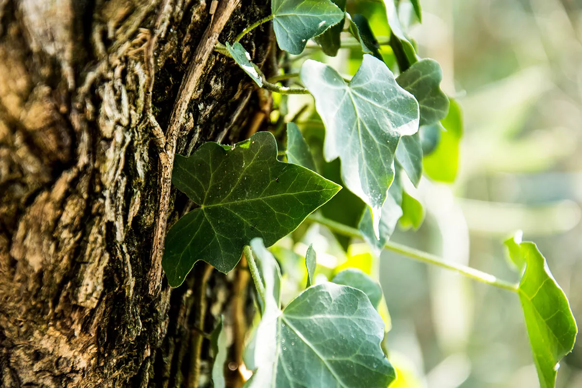 klimop schadelijk voor bomen