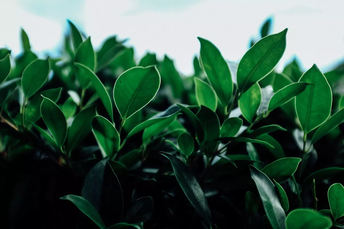 luchtzuiverende planten