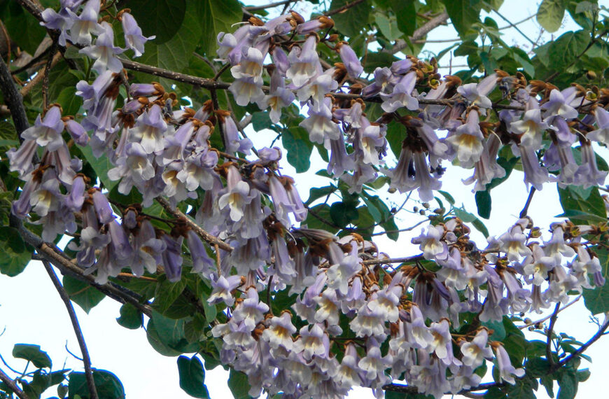 paulownia