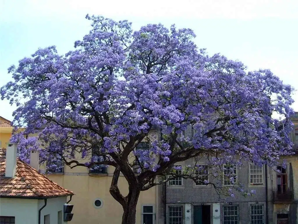 paulownia tuin