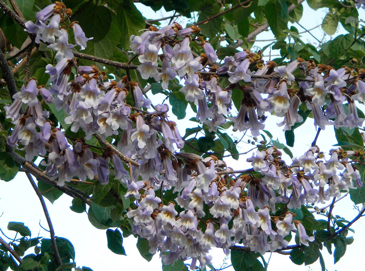 paulownia