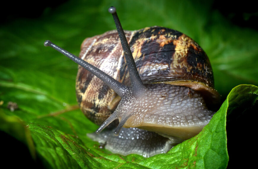 wat te doen tegen slakken in tuin