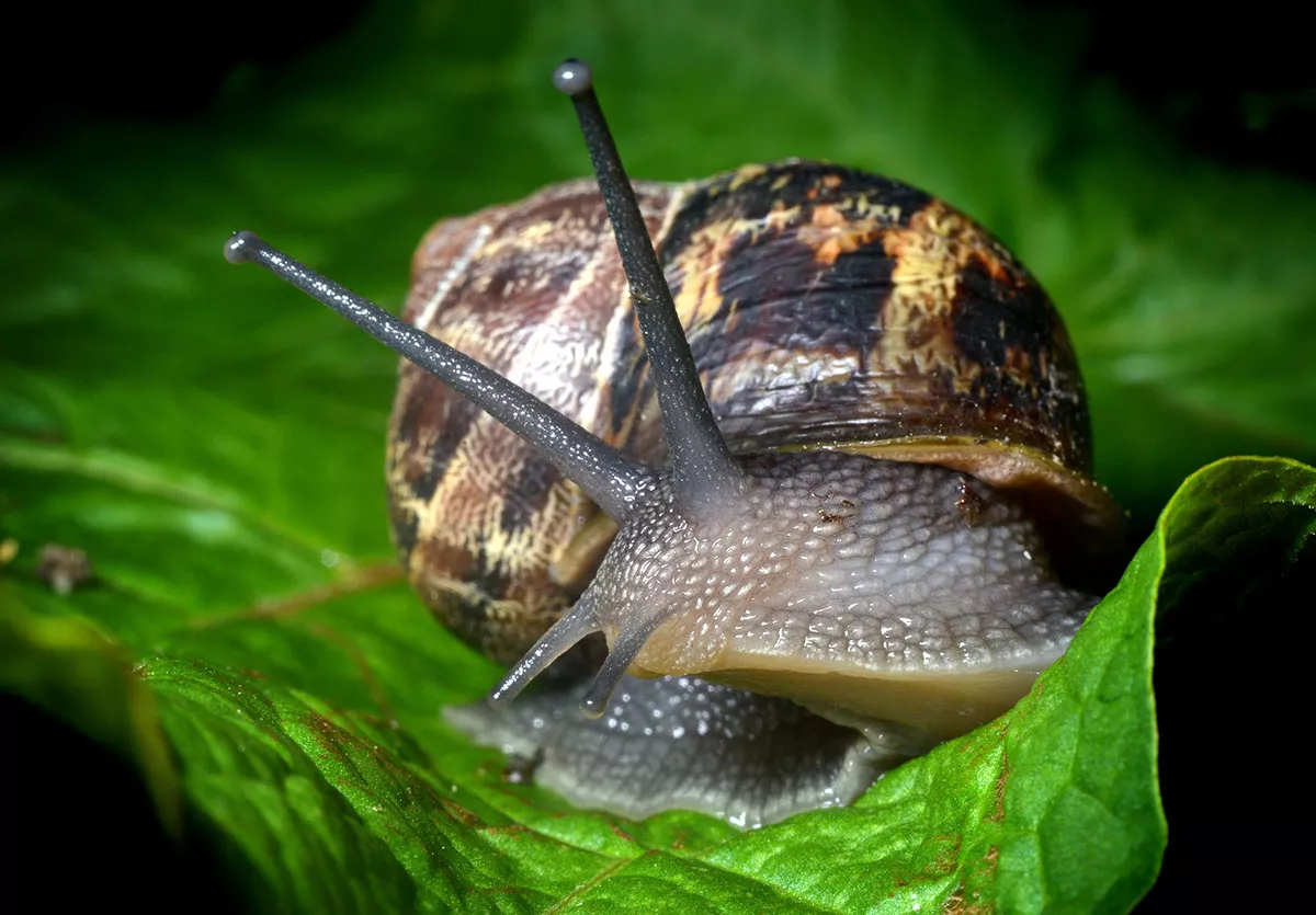 wat te doen tegen slakken in tuin