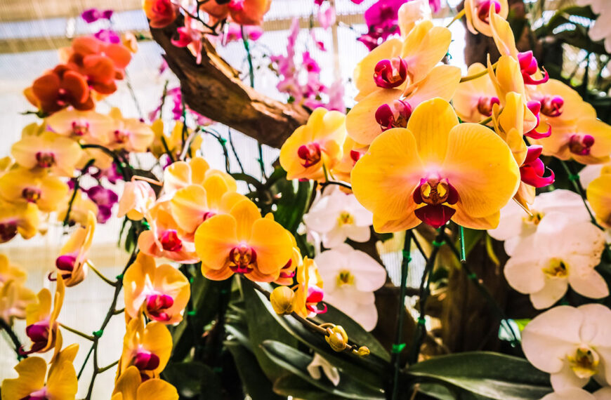 Als je dit schoonmaakproduct op je orchidee aanbrengt