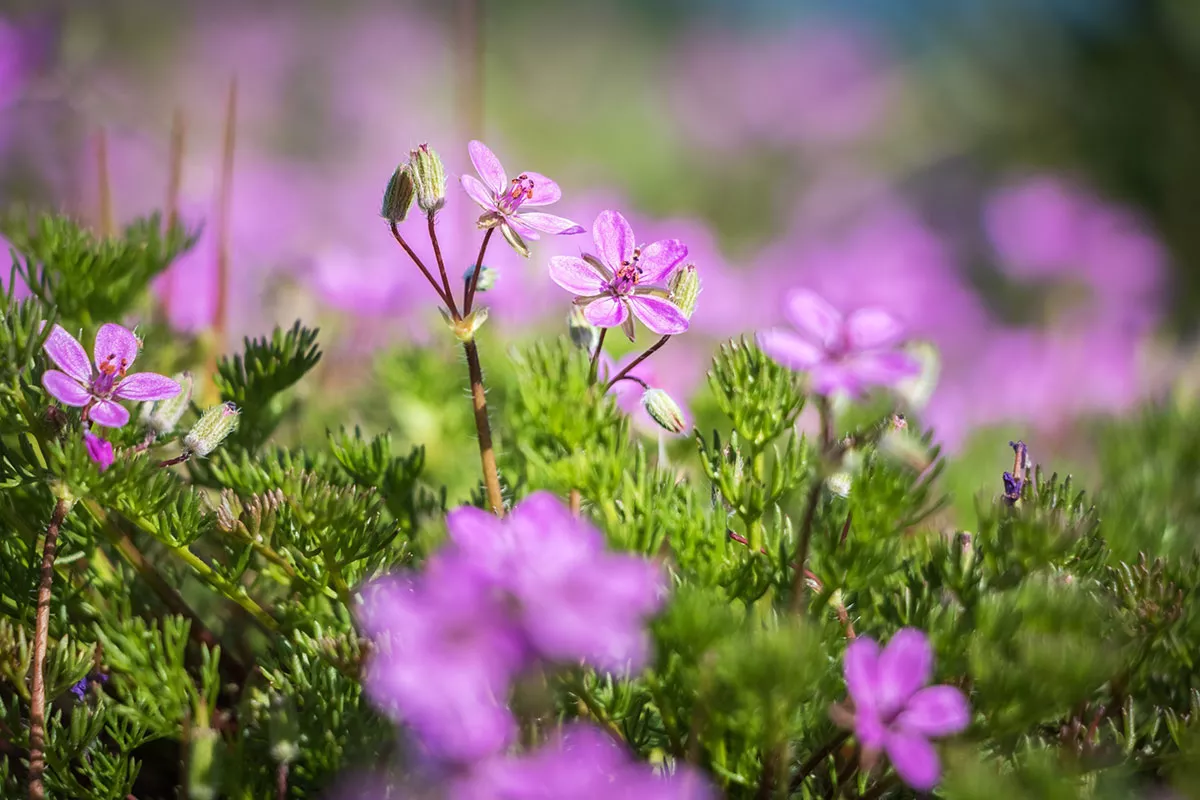 De mooiste bodembedekkers om in uw borders te planten