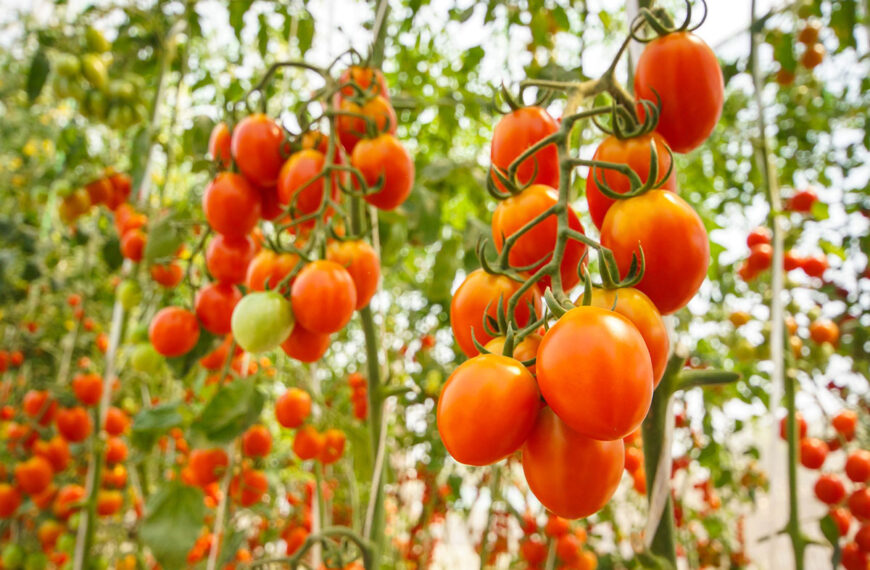 De truc met behulp van draad om de groei van uw tomatenplanten enorm te vergroten