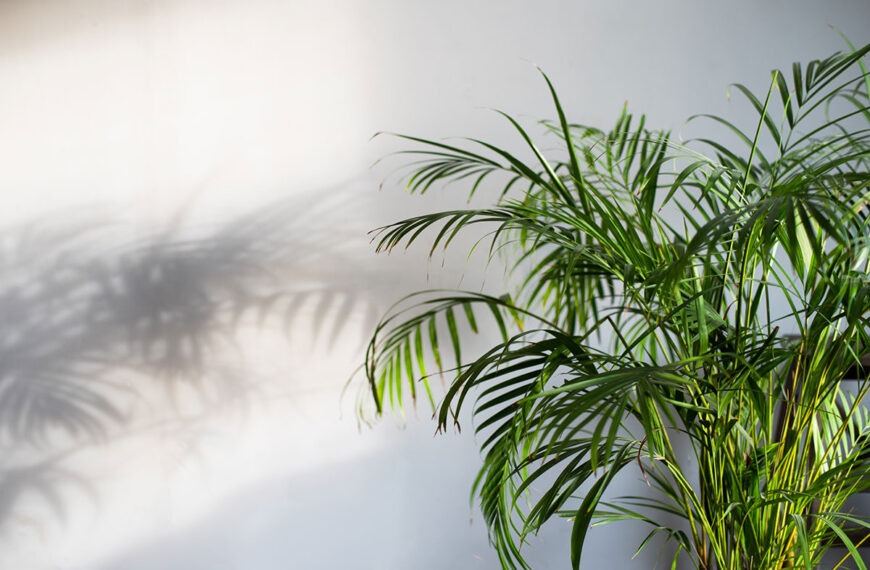 Deze kamerplanten voorkomen hoofdpijn en vermoeidheid