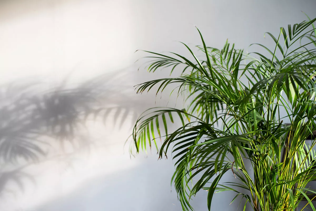Deze kamerplanten voorkomen hoofdpijn en vermoeidheid