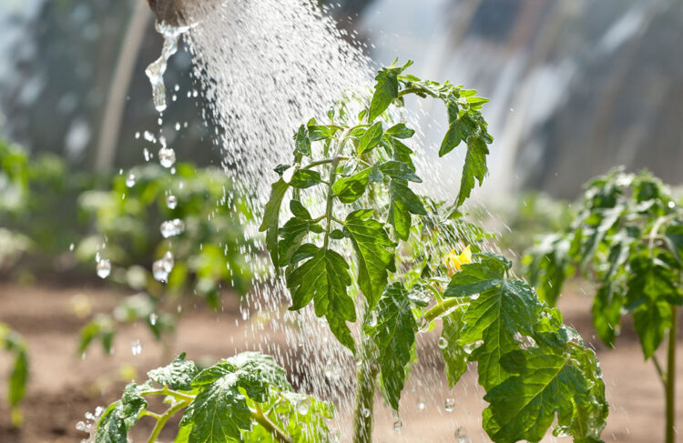 Deze particulieren besproeien de tomaten met zout water